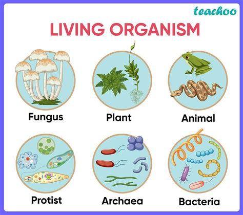drawings of living things|Structures and Functions of Living Things .